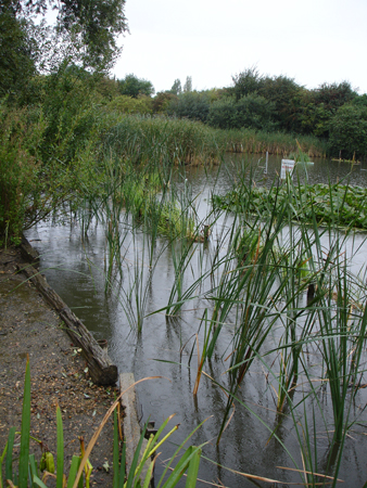 We can engineer the ideal conditions to develop a natural root system to defend against erosion.